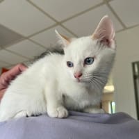 KALYAN, chatte à adopter