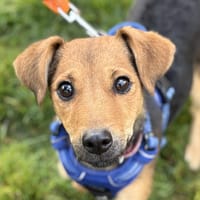 TARTINETTE, chienne à adopter