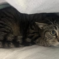 PIPITO C, chat à adopter