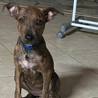 ILONA, chienne à adopter