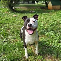 ATHOR, chien à adopter