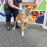 NYXIE VAA, chienne à adopter