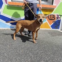 NAYA VAA, chienne à adopter