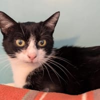 LIBELLULE, chatte à adopter