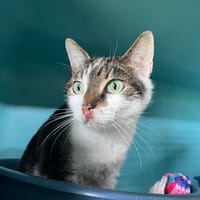 Teemo, chat à adopter