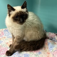 GUAPA, chat à adopter