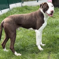 MAGNUM, chien à adopter