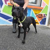 TINA VAA, chienne à adopter
