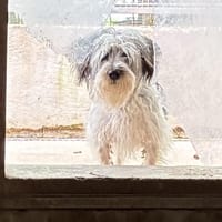 DOGGY, chien à adopter