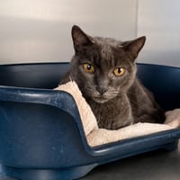 SUBITO, chat à adopter