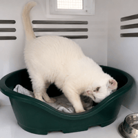 DUCHESSE, chatte à adopter
