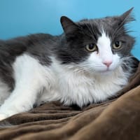 CHEWBACCA, chat à adopter