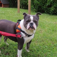 UPSS, chienne à adopter
