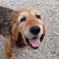 Rustine, chienne à adopter