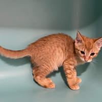 CLEO, chatte à adopter
