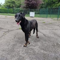 Sharon, chienne à adopter