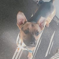 JAMES, chien à adopter