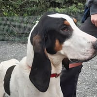 Kuk, chien à adopter