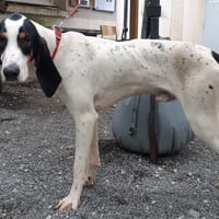 Kuk, chien à adopter