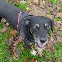 JEAN-LOUIS QCN (a trouvé sa famille), chien à adopter