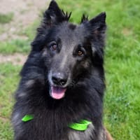 MARLEY, chien à adopter