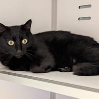 HARDY, chat à adopter