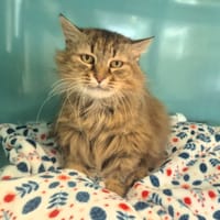 Belle, chatte à adopter