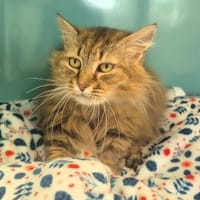 Belle, chatte à adopter