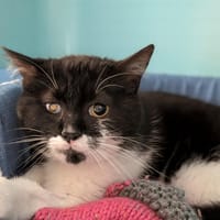 WILLOW, chat à adopter