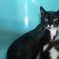 balzac (réservé), chat à adopter