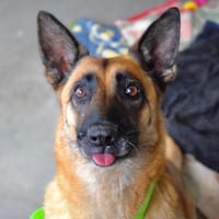 PILA, chienne à adopter