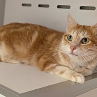 BOUNTY, chat à adopter