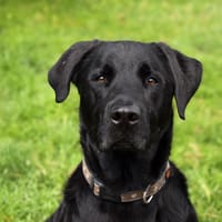 TUPAC, chien à adopter