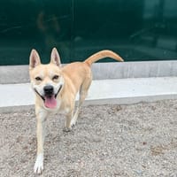 RAPIPOU, chien à adopter