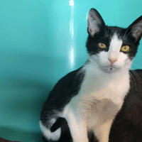 bouba, chatte à adopter