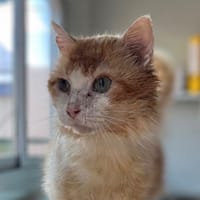 SOL, chat à adopter
