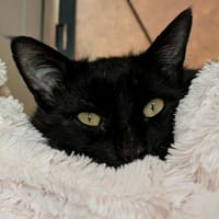 MYLOVE QCT, chat à adopter