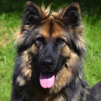 AKIRA, chienne à adopter
