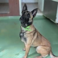 LOUNA, chienne à adopter