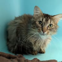 BIGMAC, chat à adopter