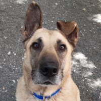 Parker, chien à adopter