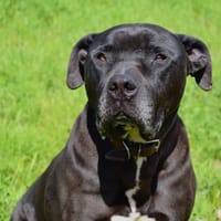 KIWI, chien à adopter