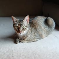 OPALE, chatte à adopter