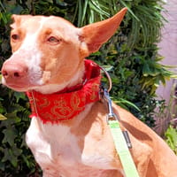 CAMBY, chienne à adopter