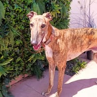 DAYRO, chien à adopter