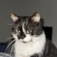 kartel, chat à adopter