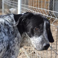 MIKU, chienne à adopter