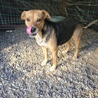 Prunelle, chienne à adopter