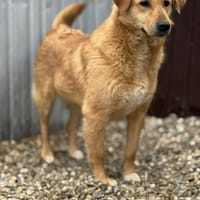 Praline, chienne à adopter
