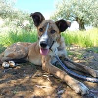 FIONA (UnionAnimal), chienne à adopter